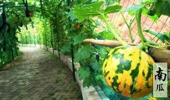 吃瓜摘果摸鱼视频,揭秘短视频背后的趣味生活