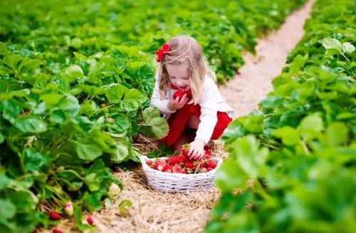 吃瓜摘果摸鱼视频,揭秘短视频背后的趣味生活