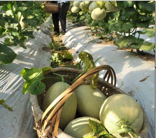 宝石吃瓜,揭秘宝石界的趣味故事