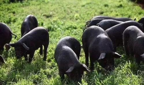 黑猪吃瓜视频,趣味横生的田园生活瞬间