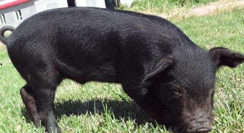 黑猪吃瓜视频,趣味横生的田园生活瞬间