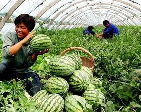 长沙苏清清吃瓜,揭秘网络热议背后的真相