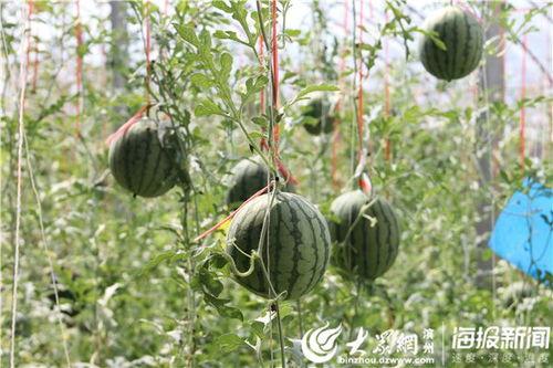 孝义吃瓜视频,揭秘当地特色美食背后的感人故事