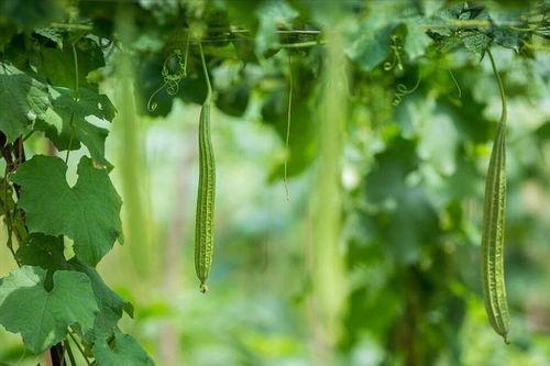 秋季为啥不宜吃瓜,揭秘为何不宜多吃瓜果