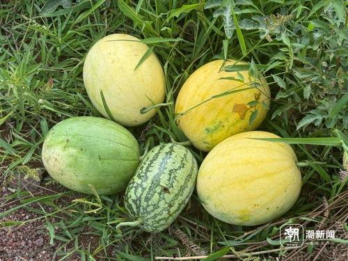 太空杀吃瓜群众,揭秘外星入侵与地球保卫战