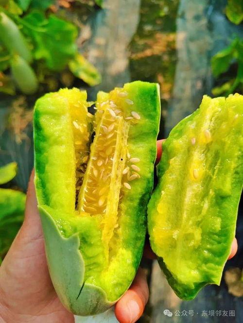 怎么吃羊角瓜,解锁健康美味的食用之道