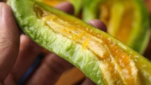 怎么吃羊角瓜,解锁健康美味的食用之道