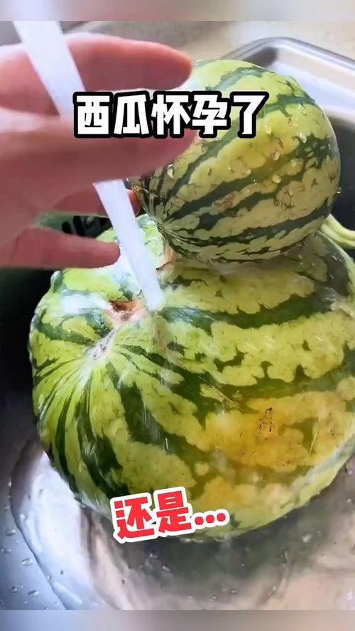 自动吃瓜的搞笑视频,自动吃瓜机器人的欢乐日常