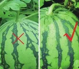 免费瓜群吃瓜群,揭秘网络社交新潮流