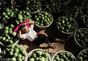 成都崇州吃瓜,探寻成都周边的清凉美味
