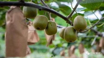 泽林吃瓜,揭秘娱乐圈幕后故事