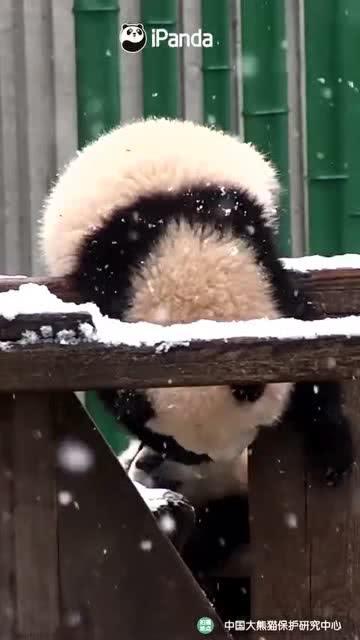 韩国熊吃瓜,揭秘网络红人现象背后的故事