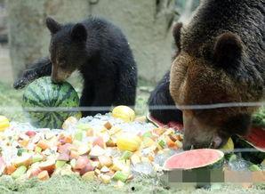 韩国熊吃瓜,揭秘网络红人现象背后的故事