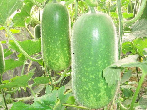 坑底吃瓜作者,揭秘网络舆论场的幕后真相