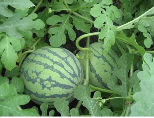 坑底吃瓜作者,揭秘网络舆论场的幕后真相