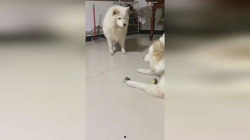 狗狗吃兰瓜,一场意外的健康危机