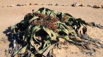 狗狗吃兰瓜,一场意外的健康危机