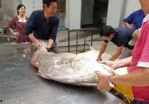 舟山吃瓜渔民被杀,悲剧背后的海洋安全警钟