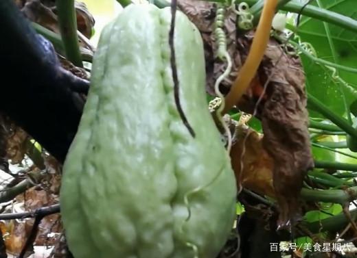 佛瓜可以常吃吗,家常菜中的养生佳品，可常吃的健康选择