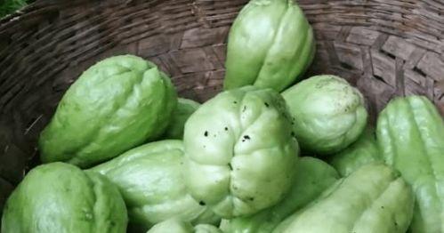 佛瓜可以常吃吗,家常菜中的养生佳品，可常吃的健康选择