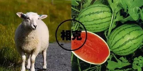 羊瓜吃有好处,探寻羊吃瓜的神奇好处