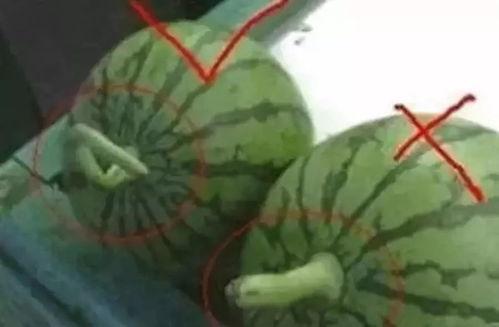 有关吃瓜的名字,揭秘那些年我们一起吃过的瓜