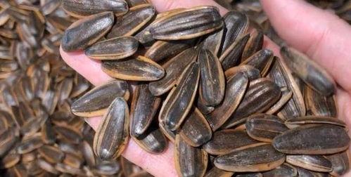 什么瓜只吃瓜子,揭秘“只吃瓜子”的神奇瓜种之谜