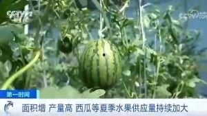 西昌寻找吃瓜群众,全民共赴寻瓜盛宴