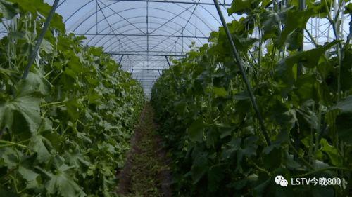 西昌寻找吃瓜群众,全民共赴寻瓜盛宴