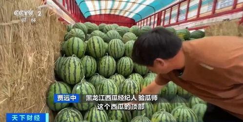 吃瓜自己变成瓜,我的奇妙变身之旅