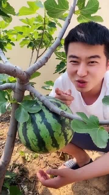 潇洒吃瓜真甜,品味生活真甜