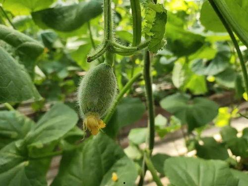 潇洒吃瓜真甜,品味生活真甜