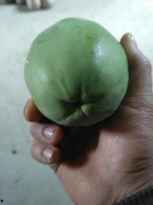 摘树上的瓜吃,共享自然美味