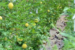 摘树上的瓜吃,共享自然美味