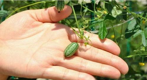 摘树上的瓜吃,共享自然美味