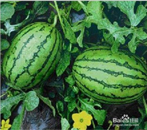 卯哥吃瓜网,揭秘娱乐圈最新热点，带你领略幕后故事