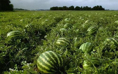 吃瓜后的真实生活,揭秘网络舆论背后的喜怒哀乐