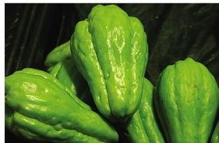 喂鸡吃佛手瓜,喂鸡新食趣谈