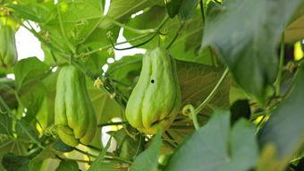 喂鸡吃佛手瓜,喂鸡新食趣谈