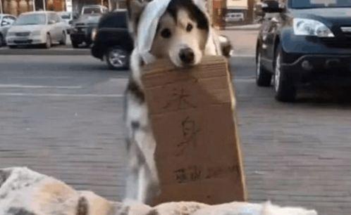 狗狗像吃瓜群众,萌宠视角下的趣味生活