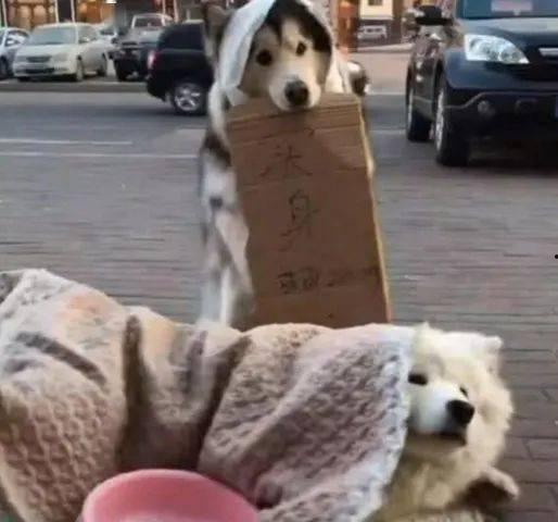 狗狗像吃瓜群众,萌宠视角下的趣味生活