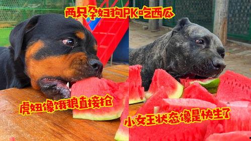 狗狗像吃瓜群众,萌宠视角下的趣味生活