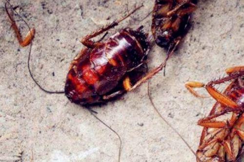 吃蟑螂的瓜,揭秘吃蟑螂的瓜背后的文化现象