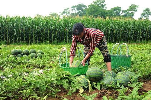 瓜王带你吃瓜,瓜王带你领略娱乐圈的甜蜜与苦涩