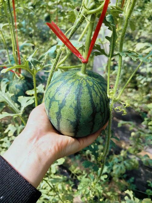 瓜王带你吃瓜,瓜王带你领略娱乐圈的甜蜜与苦涩