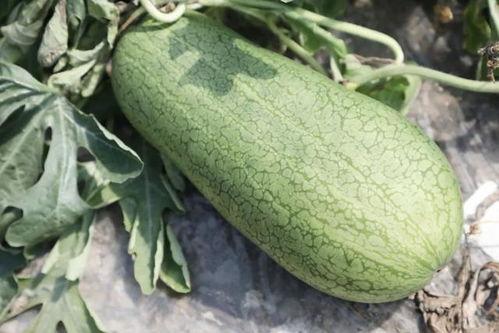 有趣的夏天吃瓜,趣味吃瓜指南