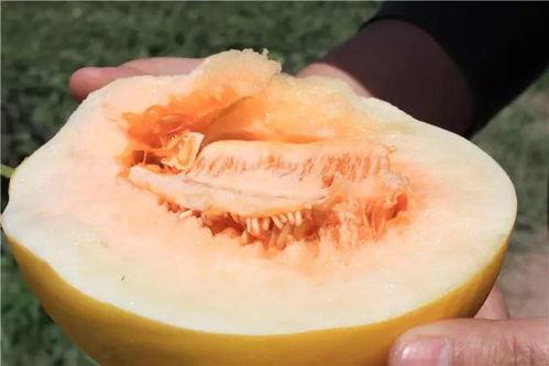 木蜜瓜丁怎么吃,轻松解锁夏日清新美味