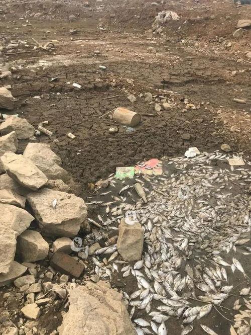 神女湖吃瓜,一场吃瓜盛宴背后的故事