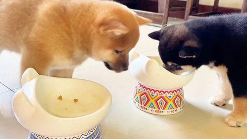 狗狗吃瓜动漫图片高清,动漫萌宠的夏日狂欢时光