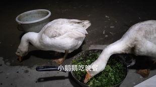 吃瓜鹅日常爆料,娱乐圈幕后真相大揭秘